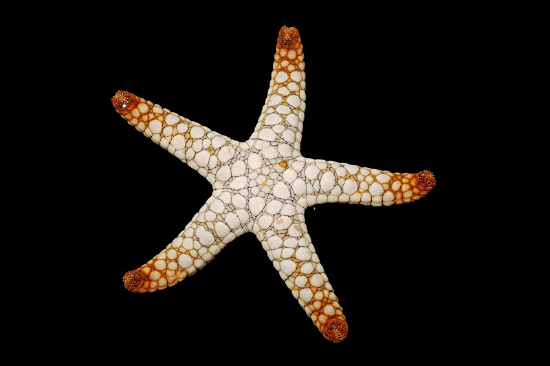  Fromia elegans (Elegant Starfish, Marble Starfish)